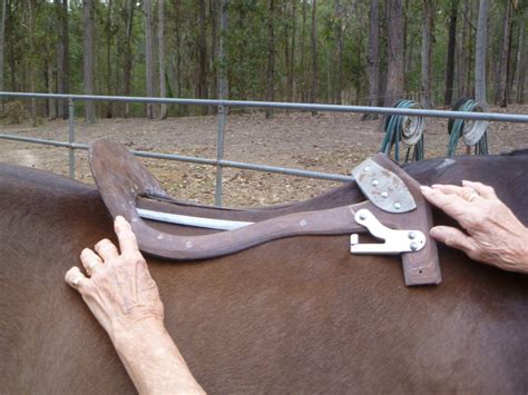 English Saddles | Saddle Fitting Importance| Wendy's Saddlery