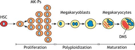 Split-second of evolutionary cellular change could have led to mammals ...