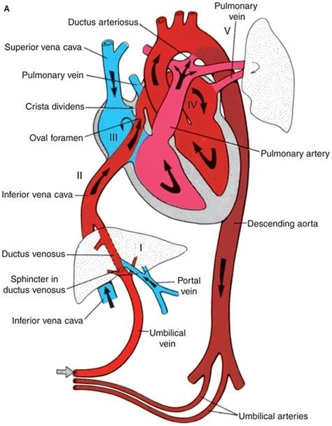 Fetal circulation - Cardiovascular System