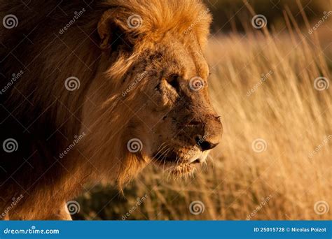 Injured lion stock photo. Image of profile, lion, portrait - 25015728