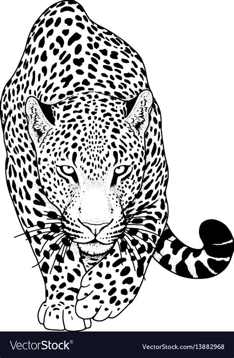 Leopard graphic animal Royalty Free Vector Image