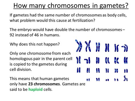 How many Chromosomes are there in Gametes?