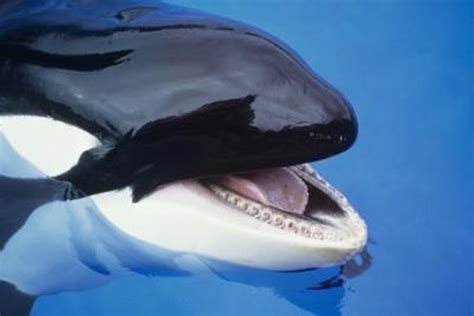 Orca Eating Dolphin