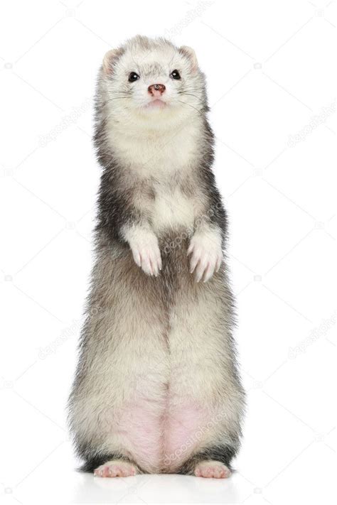 Ferret standing on a white background - Stock Photo , #AFF, #white, # ...