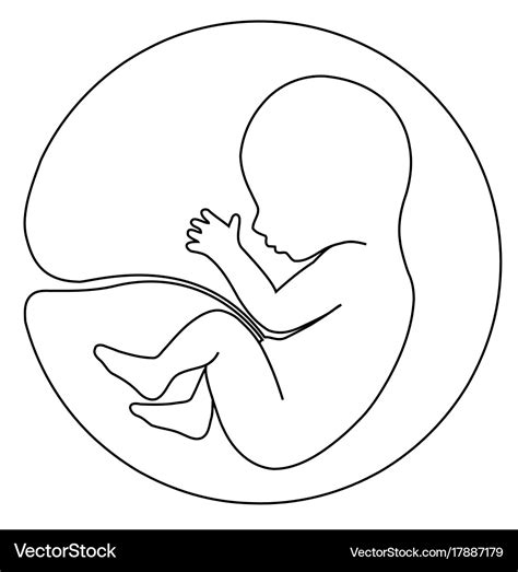 Baby in womb Royalty Free Vector Image - VectorStock