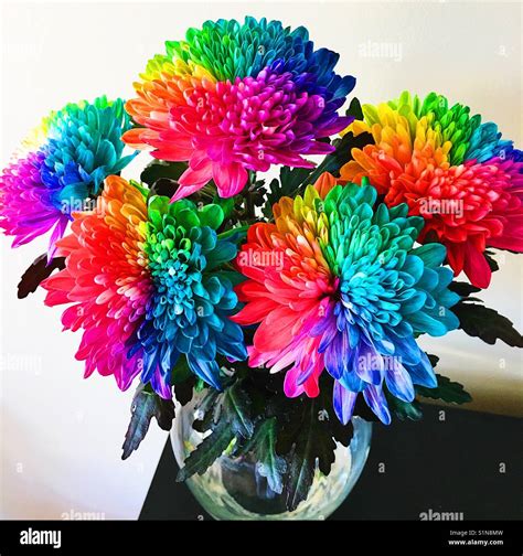 Rainbow flowers hi-res stock photography and images - Alamy