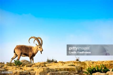 592 Mountain Goat Ibex Stock Photos, High-Res Pictures, and Images ...