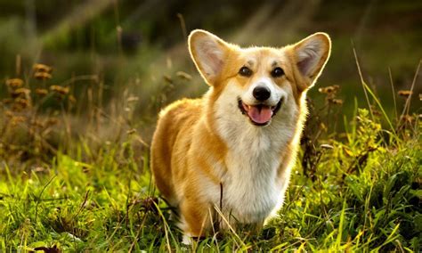 Pembroke Welsh Corgi Breed: Characteristics, Care & Photos | BeChewy