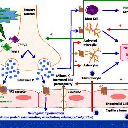 (PDF) Neurogenic inflammation after traumatic brain injury and its ...