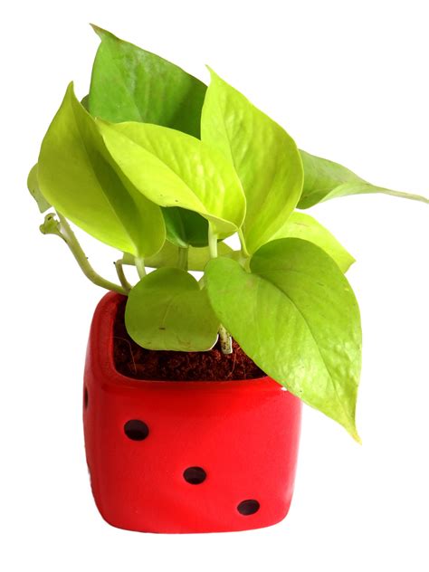Good Luck Air Purifying Golden Money Plant in Red Dice Ceramic Pot - Plants Online India ...