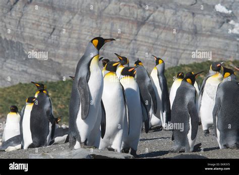 Group King Penguins Gold Harbour South Georgia Stock Photo - Alamy