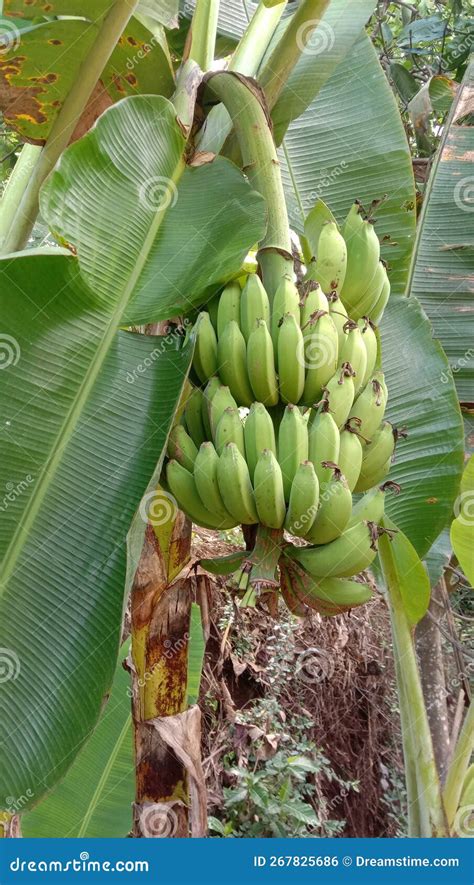 Pisang Raja stock photo. Image of manis, garden, shrub - 267825686