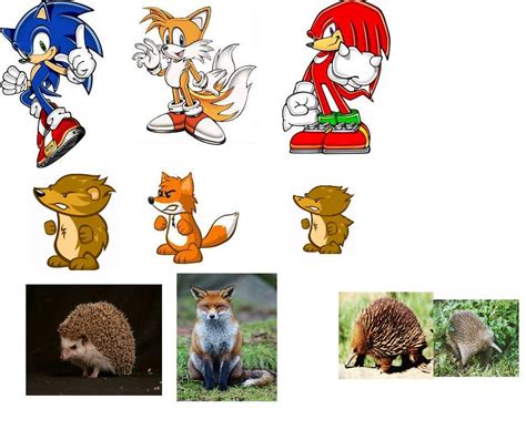 Image - Hedgehog Fox Echidna.jpg | Wild Ones Wiki | Fandom powered by Wikia