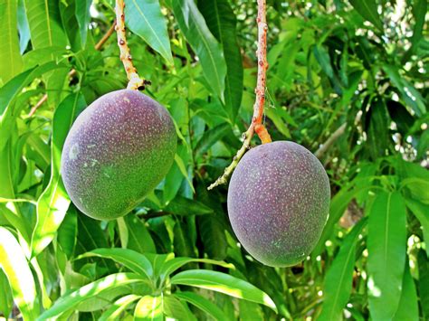 Gambar : cabang, menanam, makanan, hijau, menghasilkan, buah tropis ...