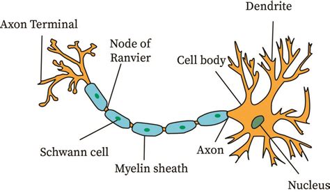 Afferent Neurons | bartleby