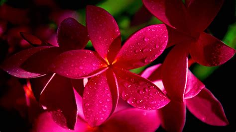 Bright Pink Flowers wallpaper | 1920x1080 | #66317