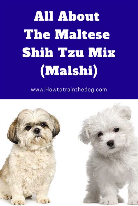 All About The Maltese Shih Tzu Mix in 2020 | Maltese shih tzu, Shih tzu mix, Shih tzu maltese mix