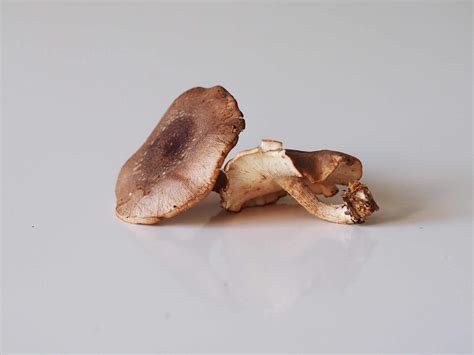 Shiitake Mushrooms for Babies - First Foods for Baby - Solid Starts