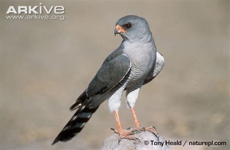 Gabar goshawk - Alchetron, The Free Social Encyclopedia