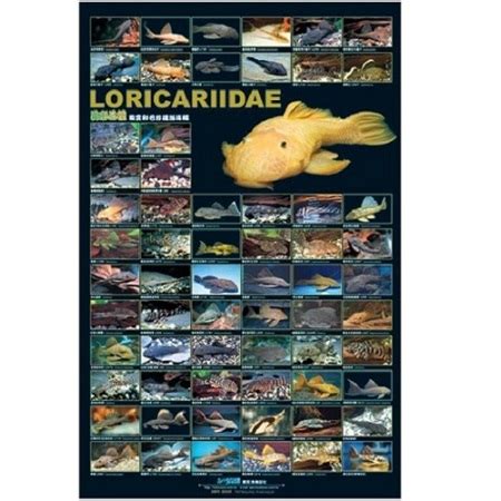 Poster - Loricariidae