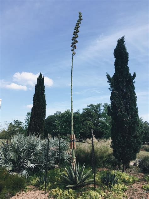 Agave plant in a once in its lifetime bloom at McGovern Centennial Gardens. : r/houston