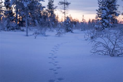 Rare but beautiful winter daylight in Lapland – FINLAND, NATURALLY