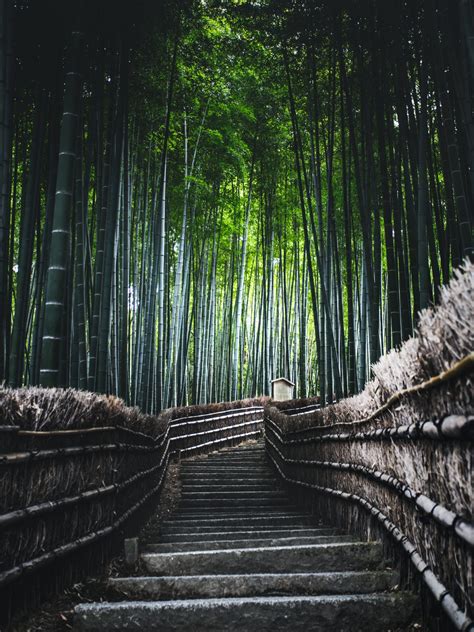 Top 10 Facts about Arashiyama Bamboo Grove, Japan - Discover Walks Blog