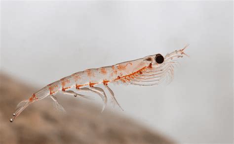 Krill - Top Facts And Information - Animal Corner