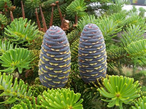 Korean Fir (abies koreana)