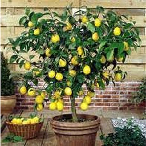 Meyer Lemon Citrus Trees Mature Perth WA