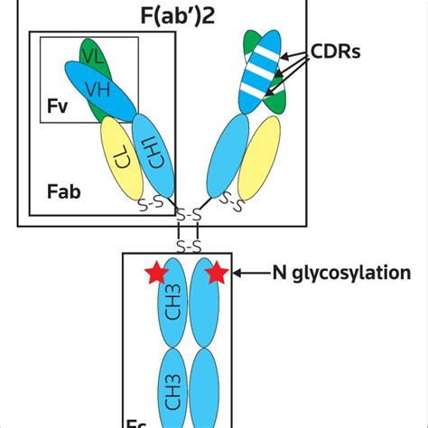 IgG structure and features. | Download Scientific Diagram