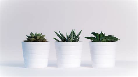 3840x2160 Small Plants In White Pots 4k HD 4k Wallpapers, Images, Backgrounds, Photos and Pictures