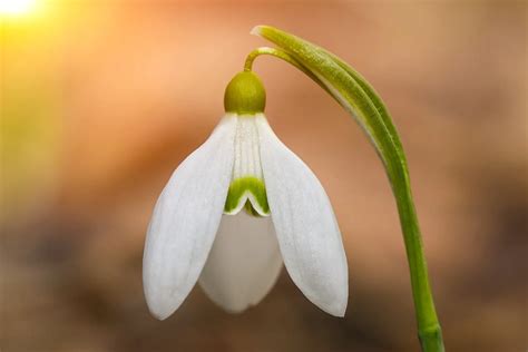 The Folklore and Symbolism of Snowdrops – A to Z Flowers