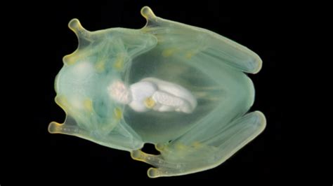 Glassfrogs Hide Their Blood to Turn Transparent and Stay Safe from Predators - Nerdist