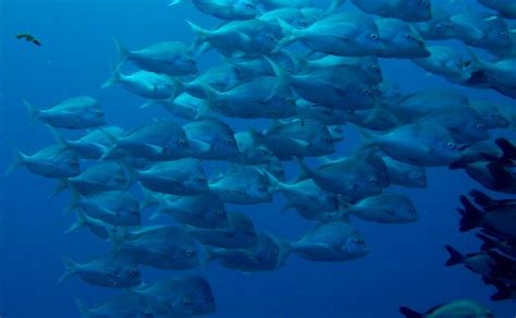 a large group of fish swimming in the ocean