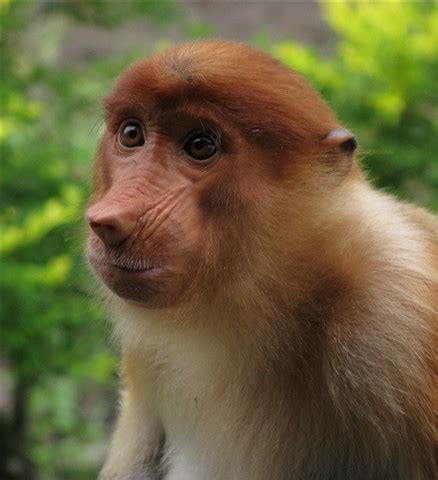 Proboscis Monkeys | Conservation Psychology