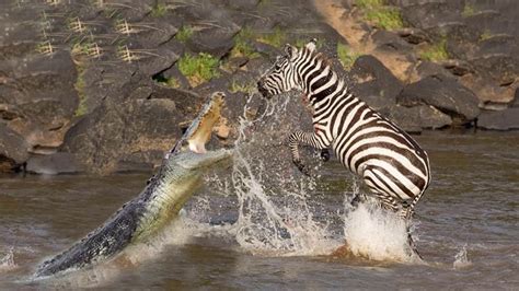 Brave Zebra Escapes From Two Crocodile Hunting - Crocodile Attack Fail - Dailymotion Video