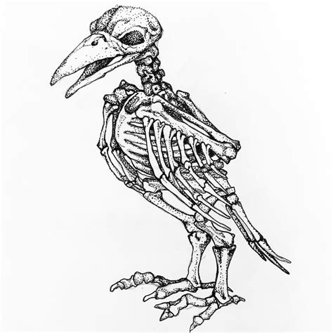 Animal Skeleton Drawing at GetDrawings | Free download