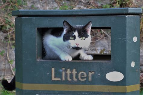 7 Tips for Choosing a Cat Litter Box that is Worth Spending Money On - Katzenworld