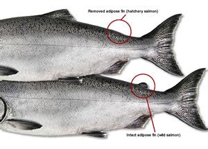 Virginia Tech Ichthyology Class : What is the Adipose Fin Good For? by Sean Lusk