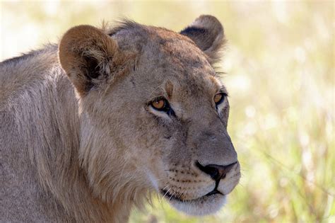 lion without a mane Botswana Africa safari wildlife Photograph by ...