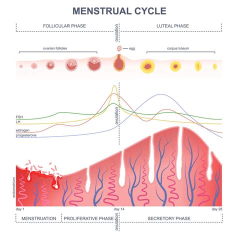 Understanding Your Menstrual Cycle - Marion Gluck