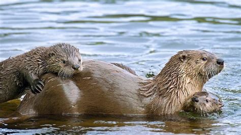 Petition · Please oppose an extended otter trapping season! - United ...