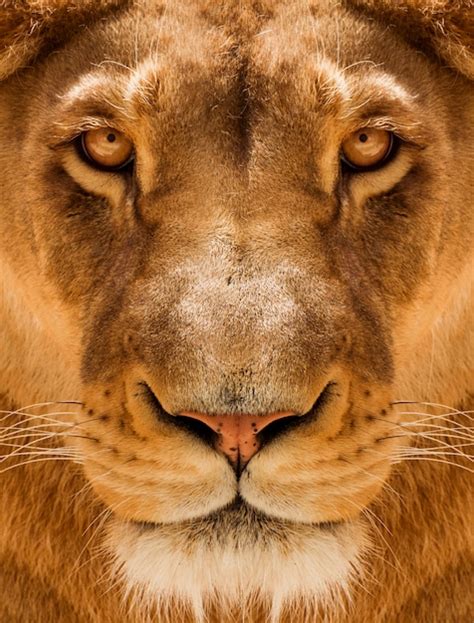 Premium Photo | Lioness close-up portrait, face of a female lion