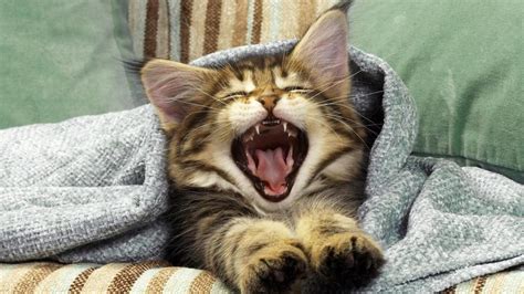 Cute yawning cat - backiee