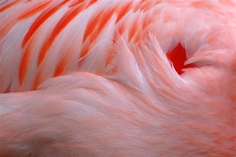 Flamingo Feathers | Flamingo Feathers - View On Black | David Gunter | Flickr