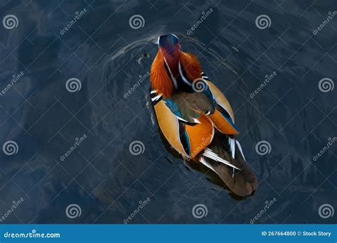 A Male Mandarin Duck in Mating Season with Brightly Colored Feathers Floats on the Water at ...