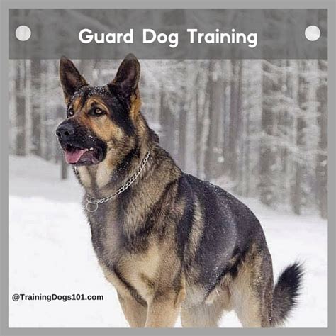 Canine Skill Mastery: Guard Dog Training - - Training Dogs