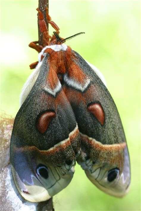 Cecropia Moth Life Cycle - Hyalophora cecropia