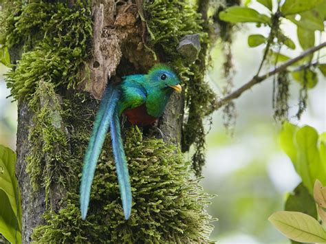 Monteverde Cloud Forest Guided Tour